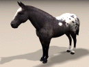 3D Model Blanket Pattern Appalousa Horse (Adult Female)