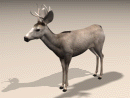 3D Model Mule Deer with Fall Coat (Adult Male)