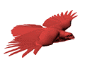 3D Model - Red-Tailed Hawk (Adult Male)