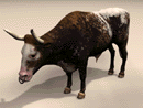 3D Model Ox with Upturned Horns (spotted with white rump)