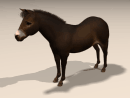 3D Model Exmoor Pony (Adult Female) (dark brown with tan muzzle)