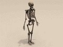 3D Model Human Skeleton, Adult Male 6ft tall