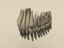 3D Model Human Skeleton Teeth (Adult Male)